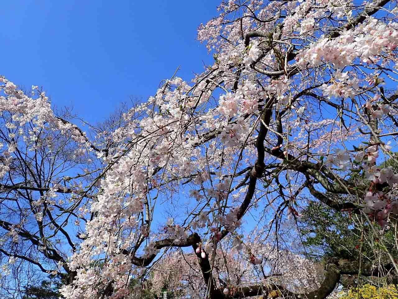 こちらは2022年3月20日に撮影した中院のしだれ桜です