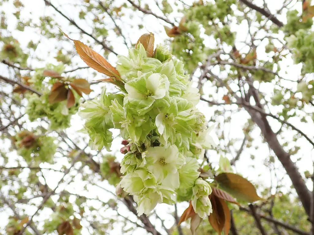 こちらも2021年4月4日に撮影したもので、少し珍しい緑色の桜の花です