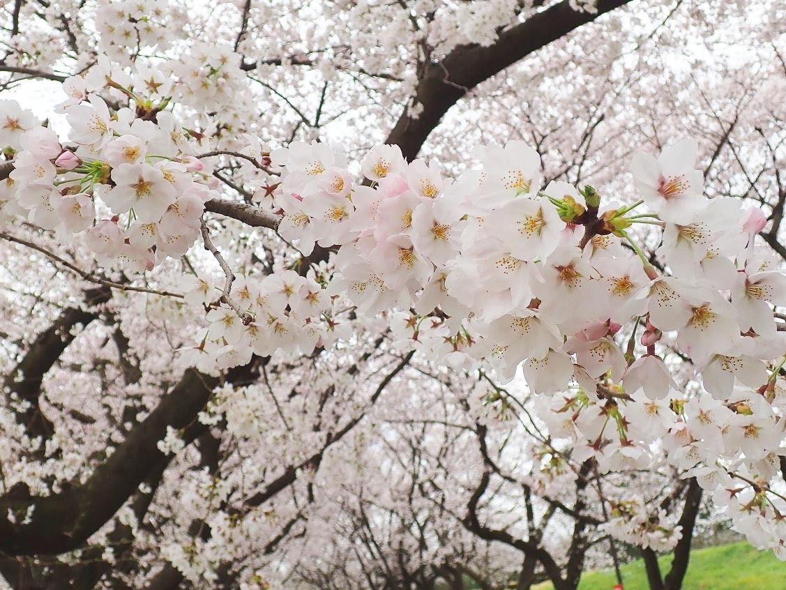 桜がとてもきれいに咲き誇っていました