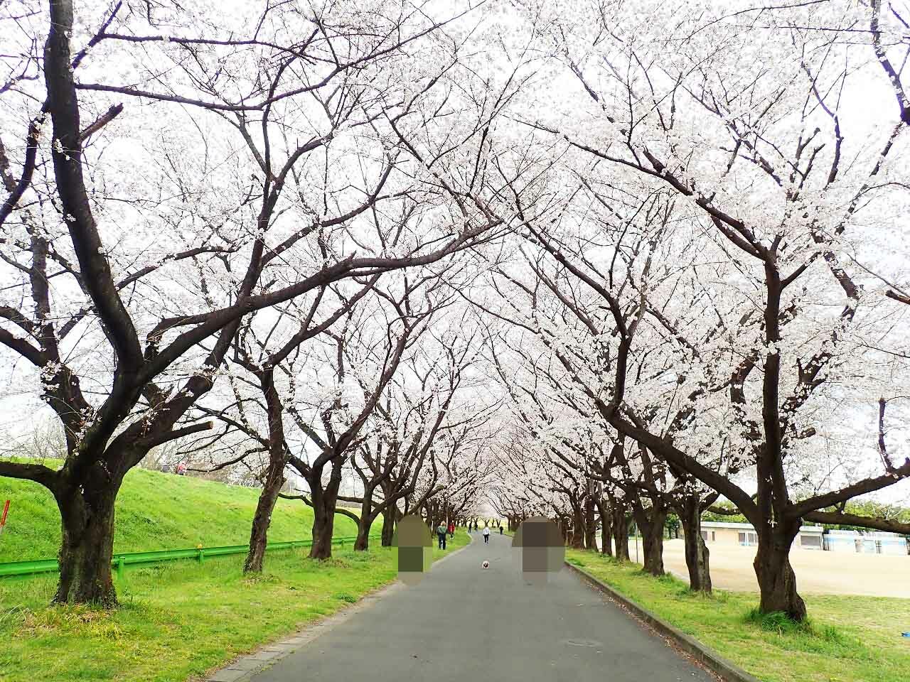 この日の天気は曇りでした。桜の写真撮影は難しくて、このように白く写ってしまいがちなのですが、肉眼ではまさに桜色で、これぞ「桜並木」という美しさでした