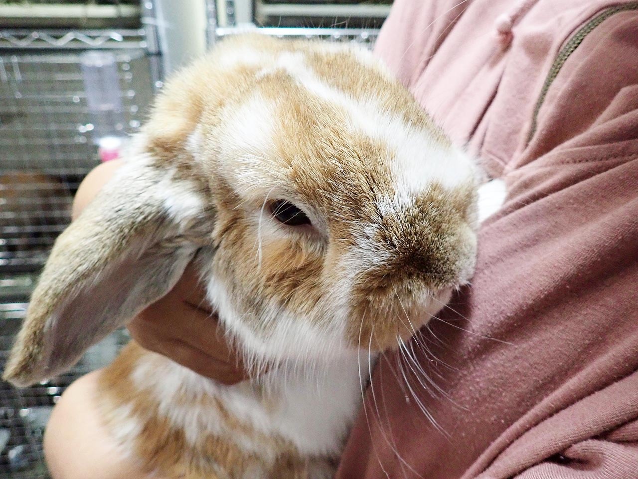 川越市】新しい家族を迎え入れたい動物好きは要チェック！ 開店した