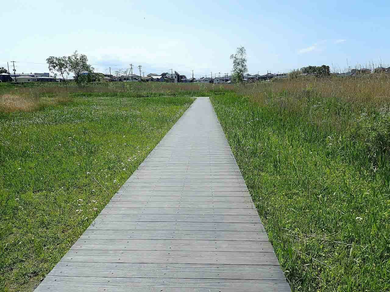 木製の遊歩道。私は尾瀬国立公園を思い出しました