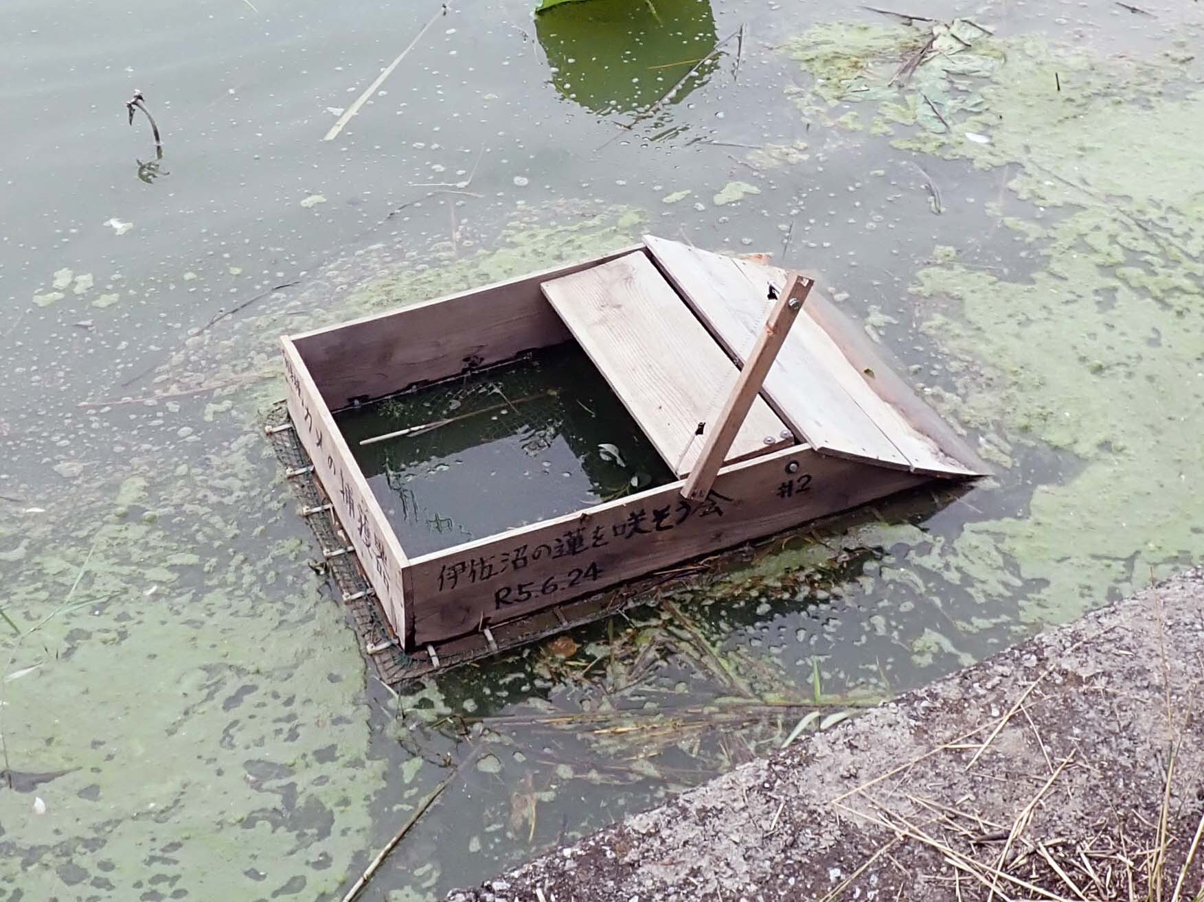 川越市】蓮は以前も壊滅の危機が? 写真家は何を狙っている 川越市】蓮は以前も壊滅の危機が? 写真家は何を狙っている
