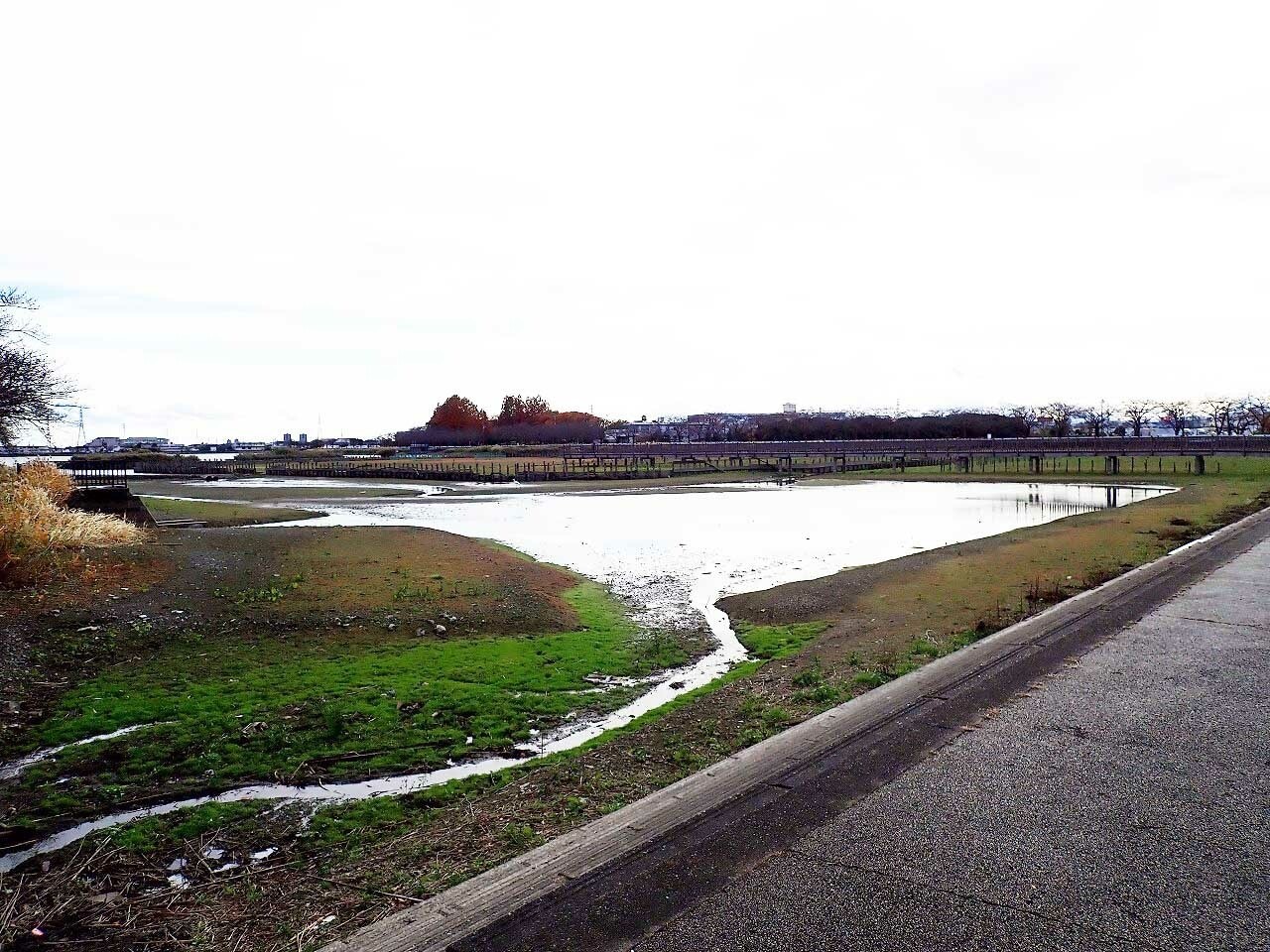 川越市】蓮は以前も壊滅の危機が? 写真家は何を狙っている 川越市】蓮は以前も壊滅の危機が? 写真家は何を狙っている