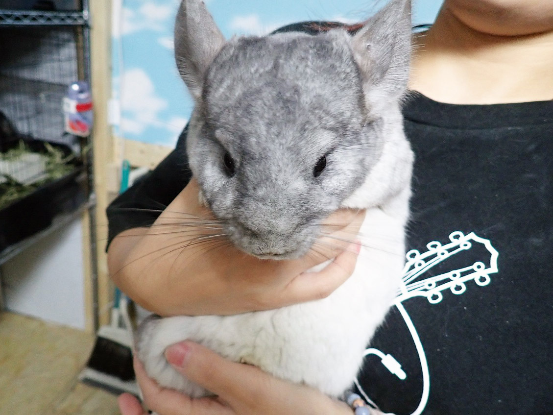 チンチラは表情がかわいいのです
