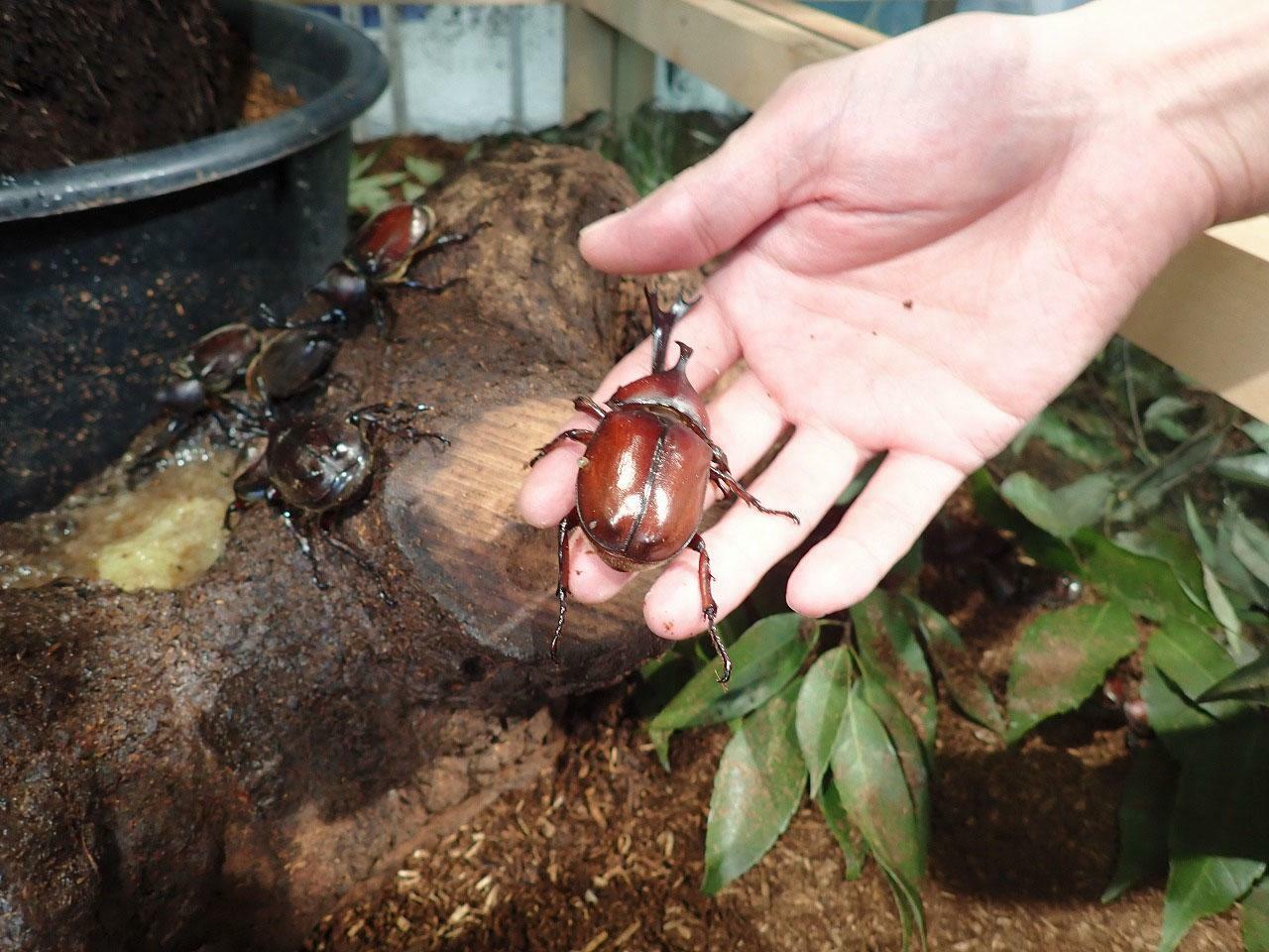 こちらでは特に国産のカブト虫がたくさんいます