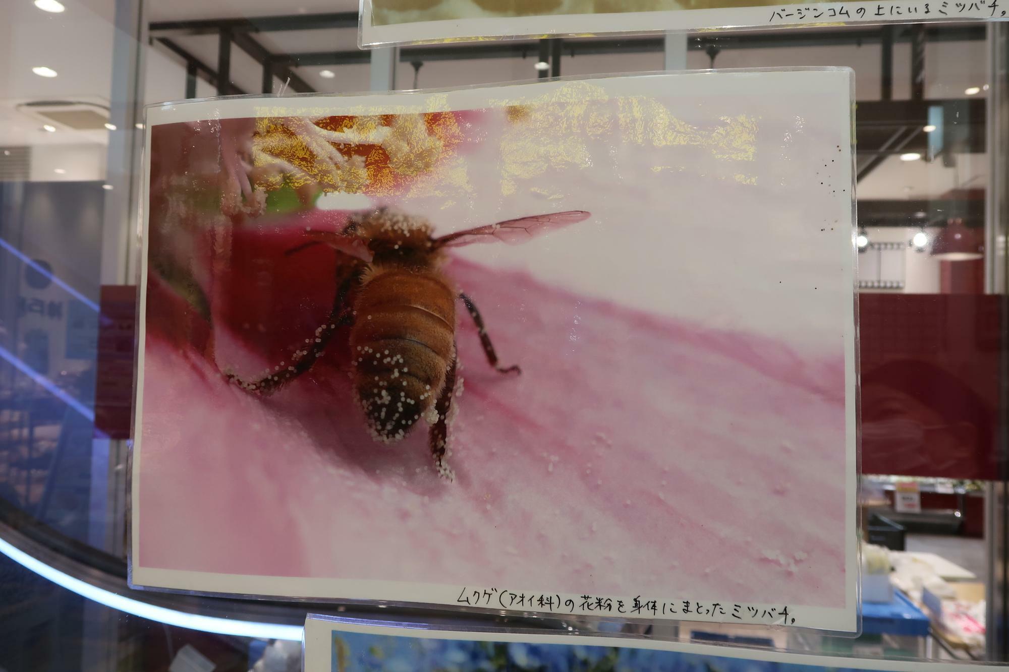 トリエ京王調布のサイクルマーケットでは、杉沼さんが撮影したミツバチの写真も飾られていました