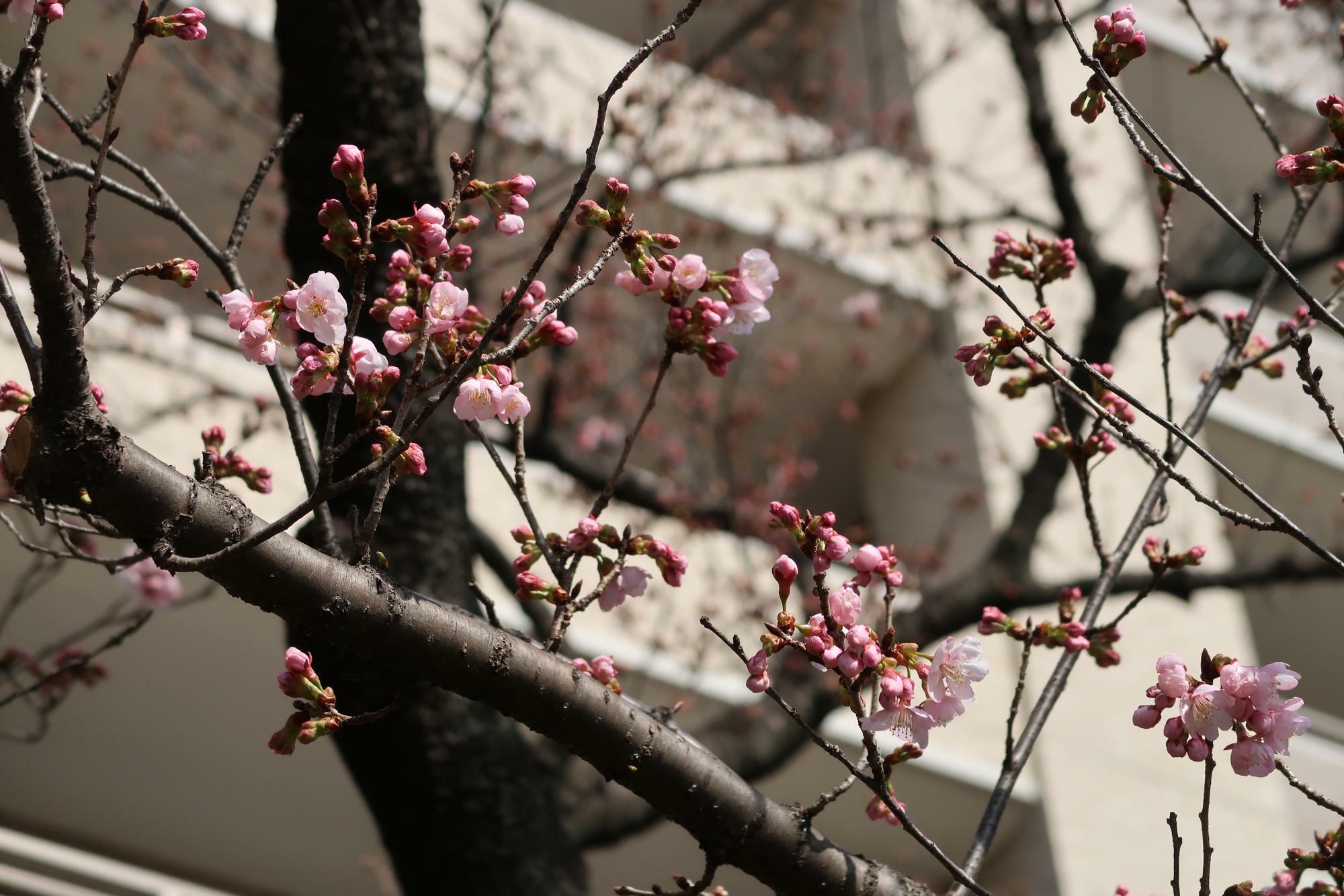 2022年3月4日の大寒桜