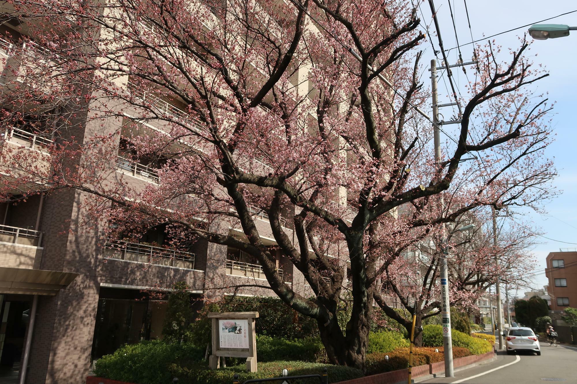 2022年3月9日の大寒桜
