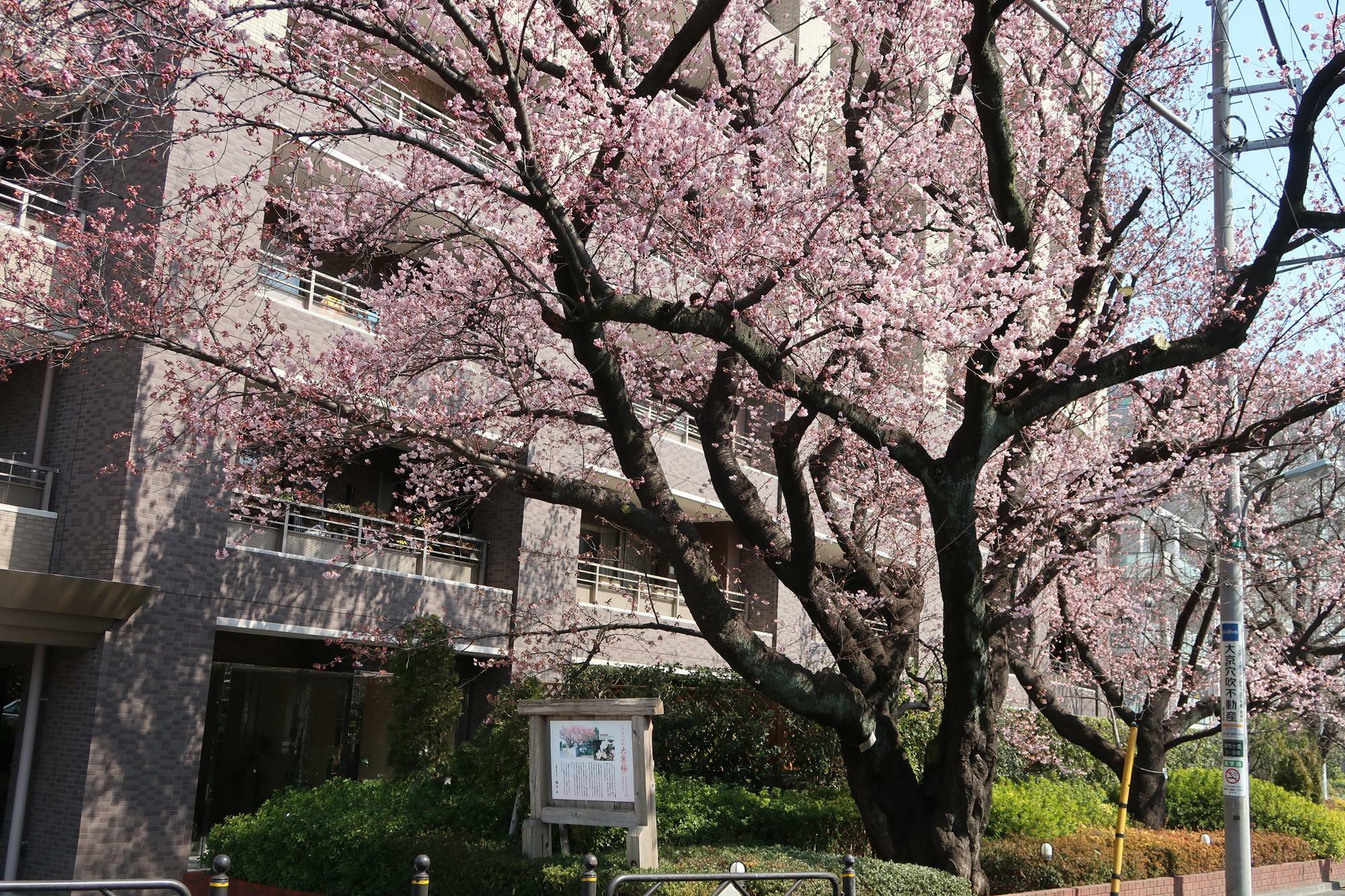 2022年3月11日の大寒桜