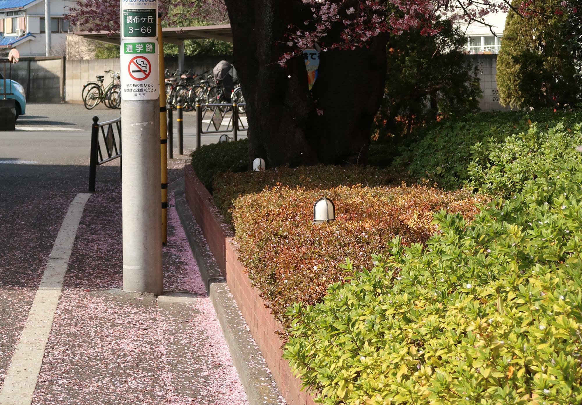 2021年3月6日の大寒桜付近の道路