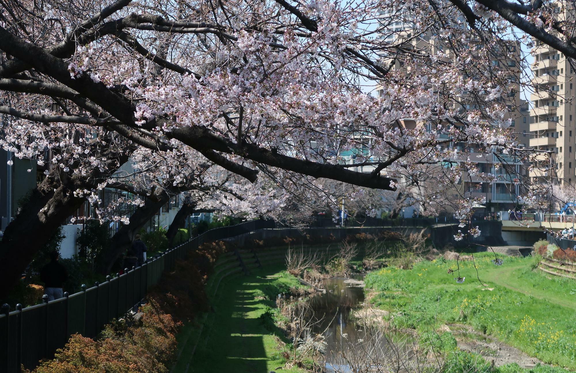 2021年3月下旬の野川の桜