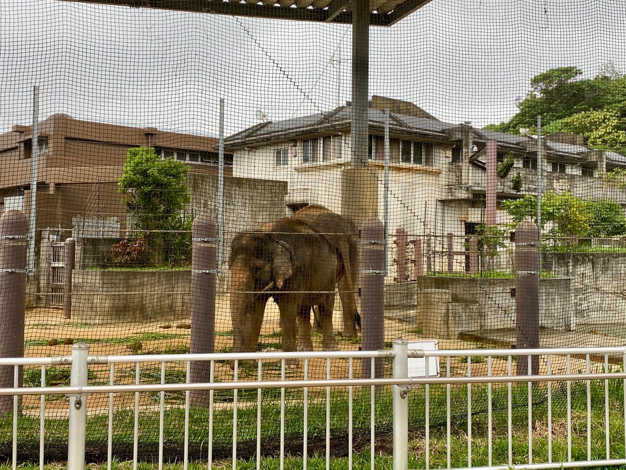 ゾウの「琉人」と「琉花」