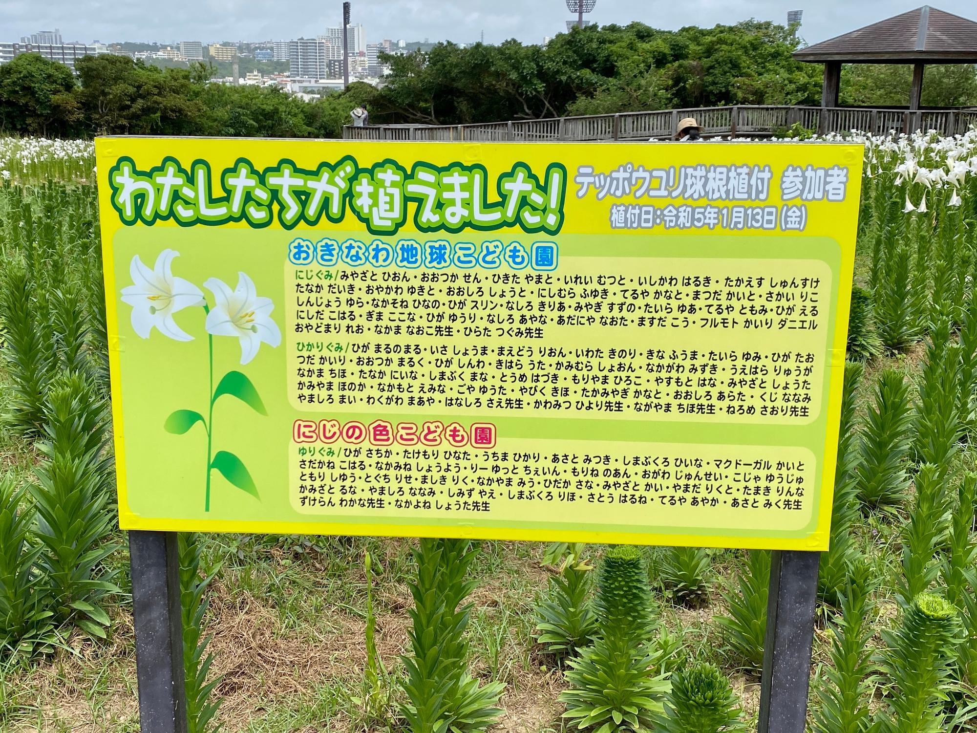 ユリ植え付け日は1月13日(金)