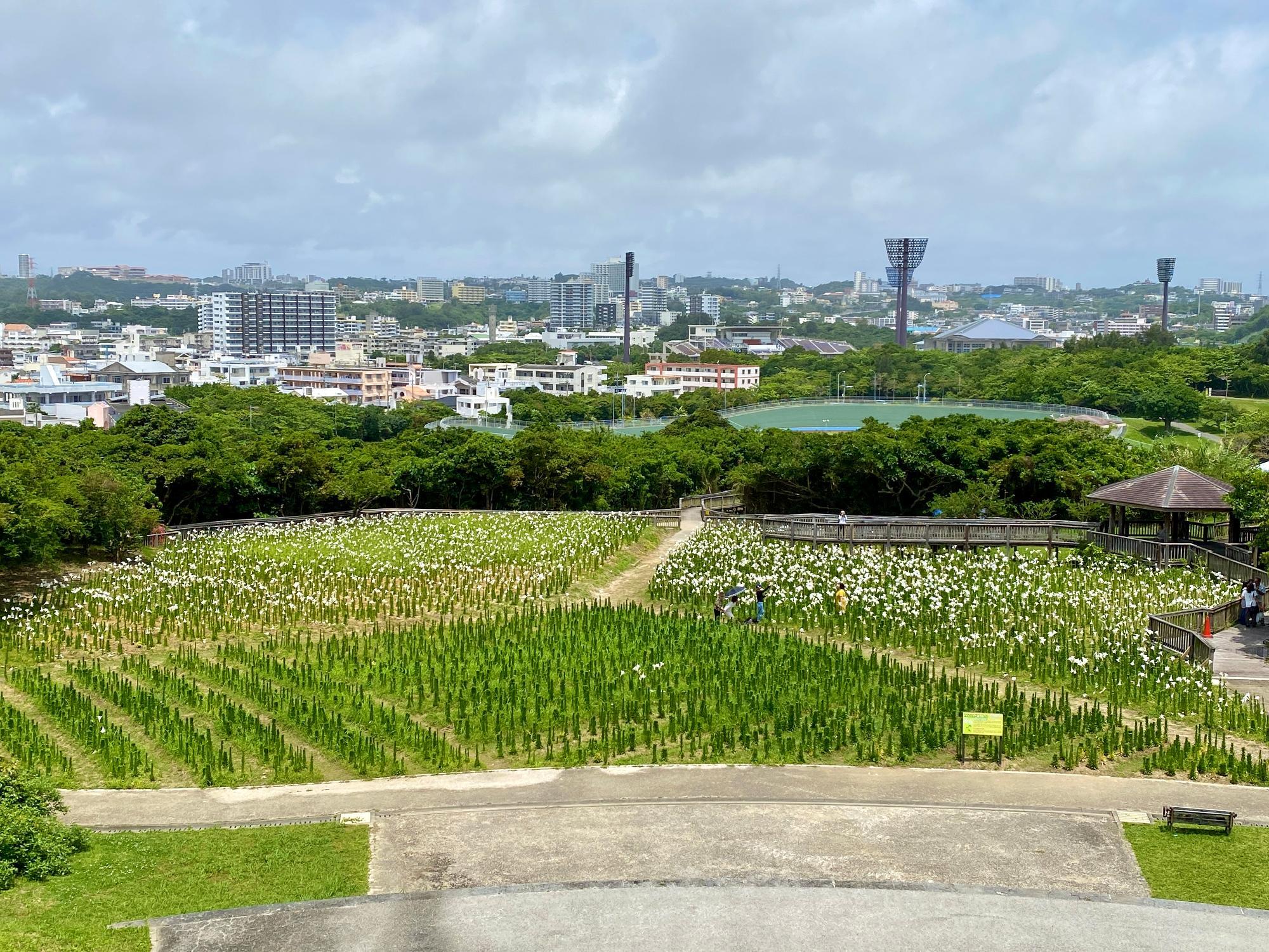 遠見台から見たユリ園の様子