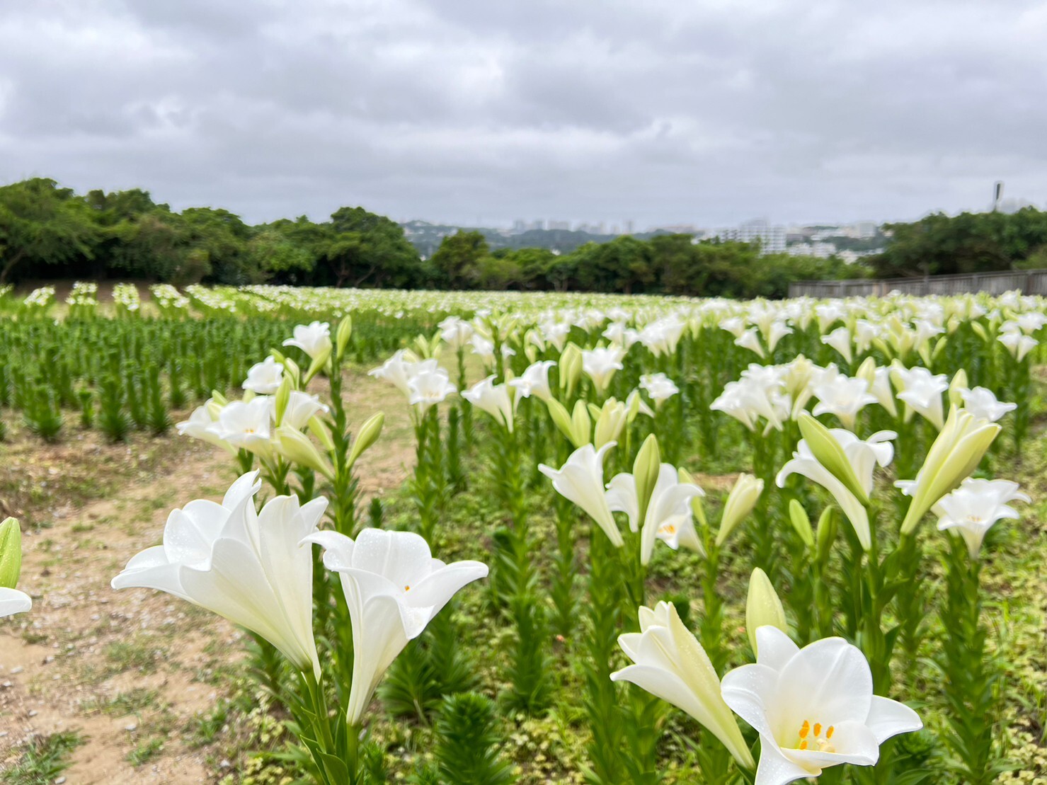 画像提供:沖縄県総合運動公園運営管理事務所