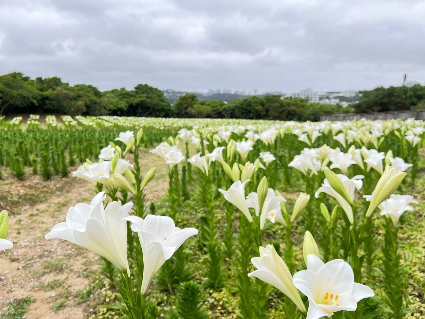 画像提供：沖縄県総合運動公園運営管理事務所