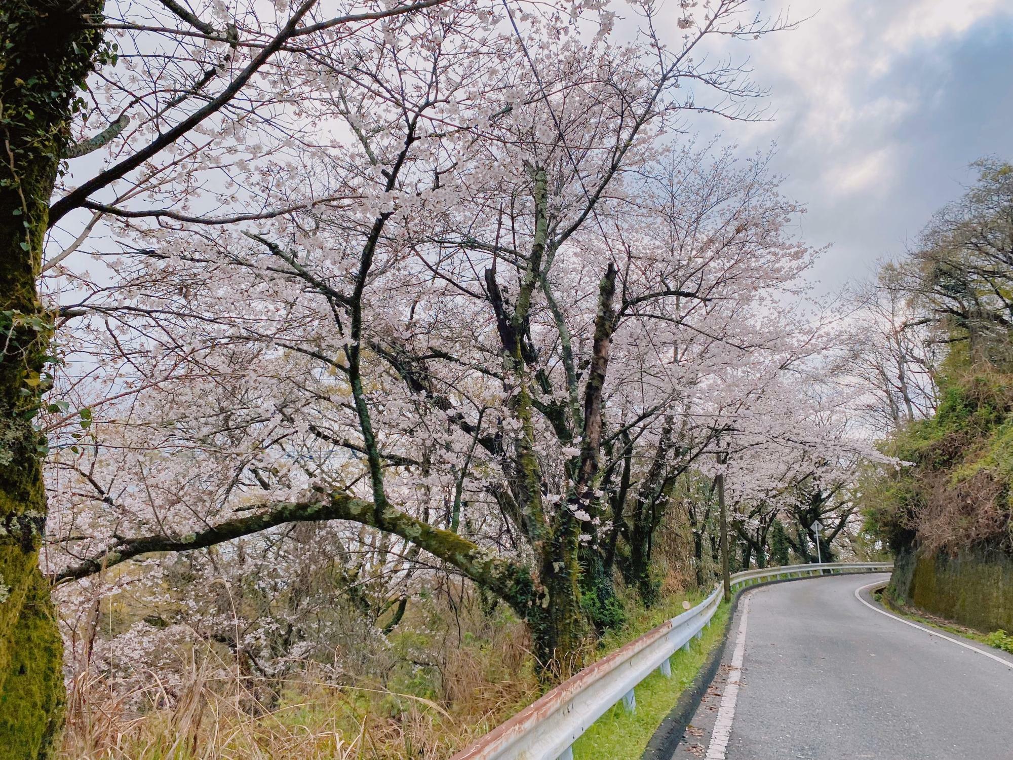 山頂までの道のりも桜が綺麗です。
