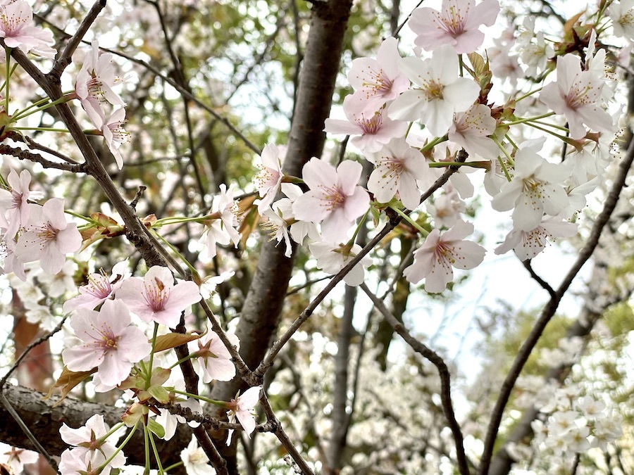ほんのり紅白のように色が分かれている桜は、入り口の大海神社裏手に