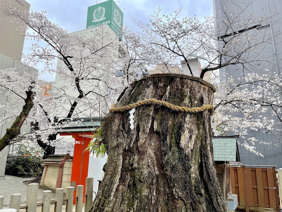 稲荷神社の手前の桜
