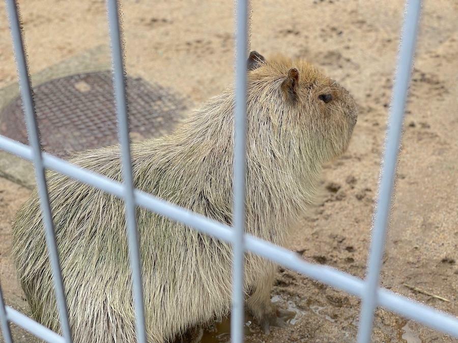 生涯孤独と思えたカピバラおじさんの、思いもよらない結末とは？