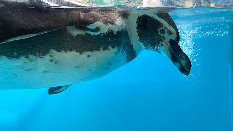 「フンボルトペンギン」の水曜前で一瞬ピタリと目が合った