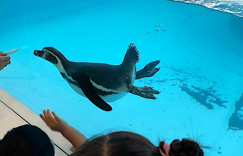 子供たちに大人気の「フンボルトペンギン」の水槽