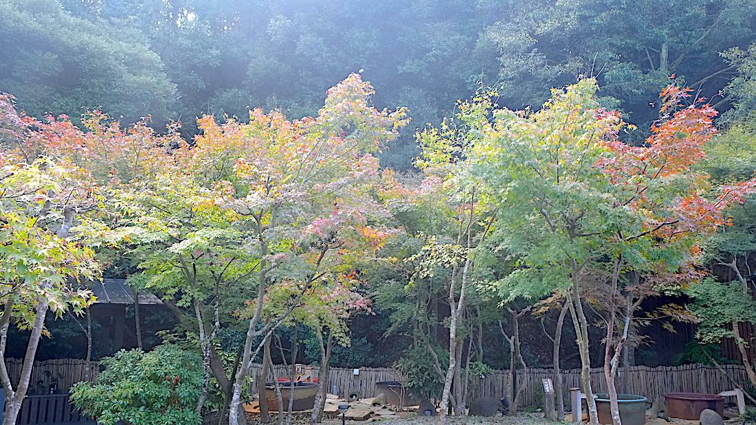 露天風呂から見える色づき始めた紅葉　※撮影許可済