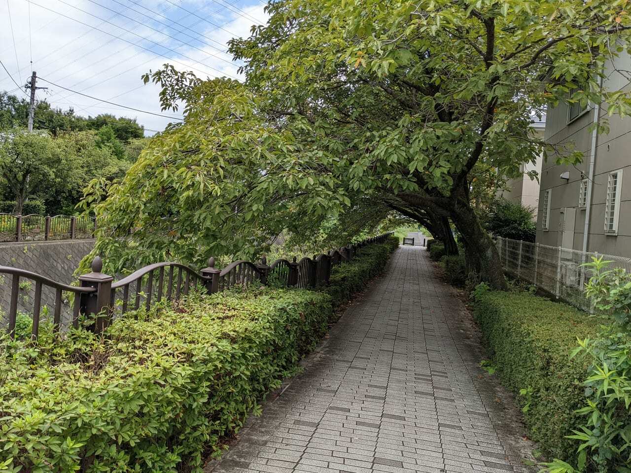 遊歩道を覆うように八重桜の木が伸びています。