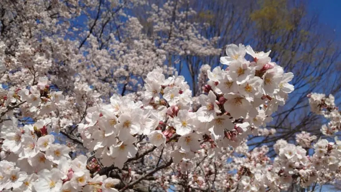 (写真は2020年3月末ごろの旭ヶ丘中央公園の桜）