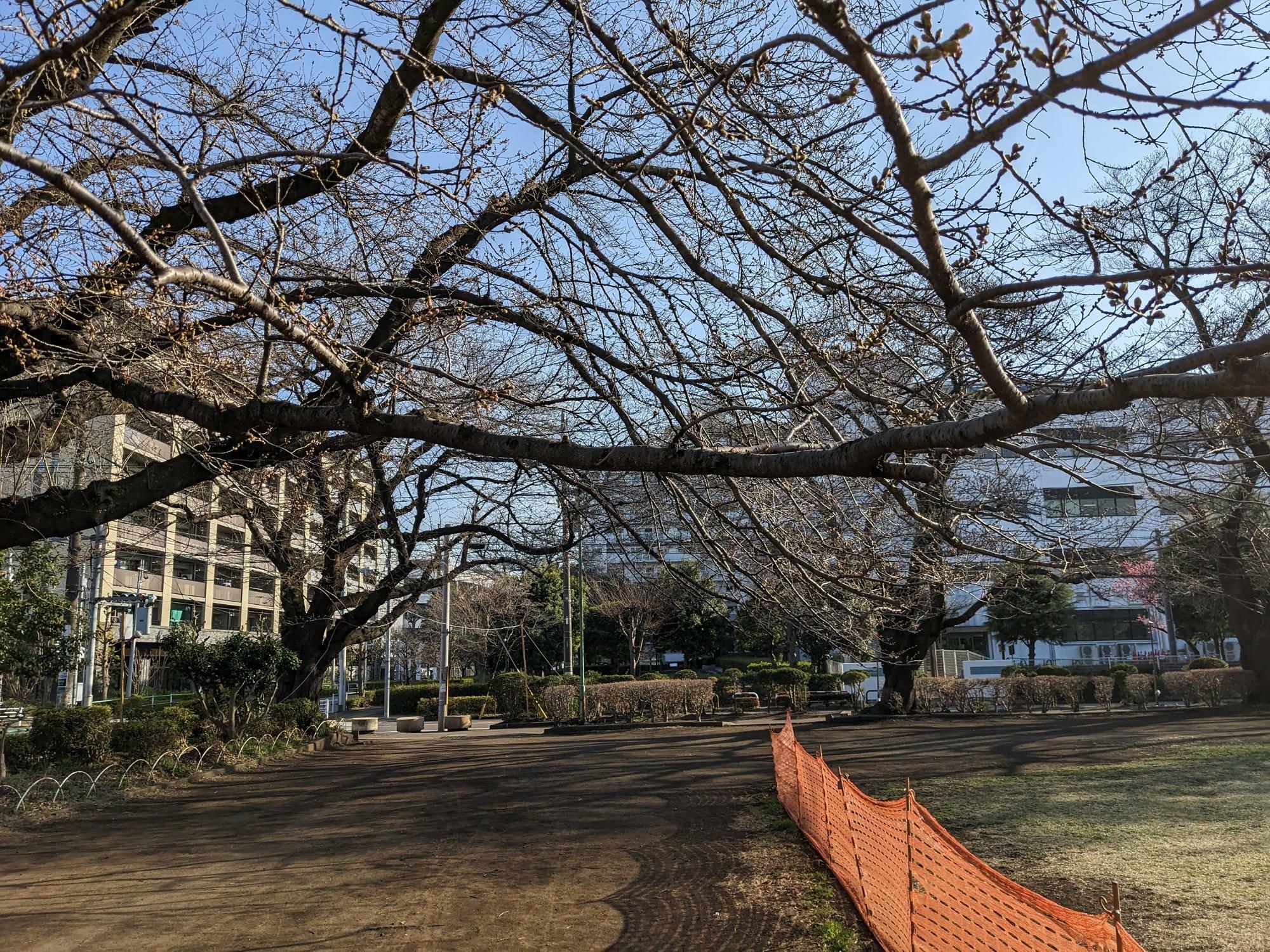 （写真は2023年3月15日に撮影。まだつぼみです）