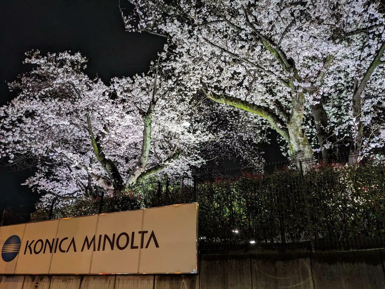ライトアップされたコニカミノルタ東京サイト日野の夜桜（2023年）