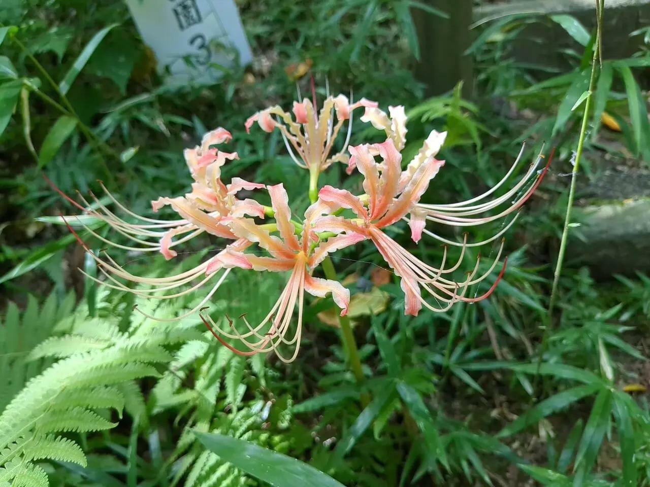 慎ましく咲く薄紅色の彼岸花