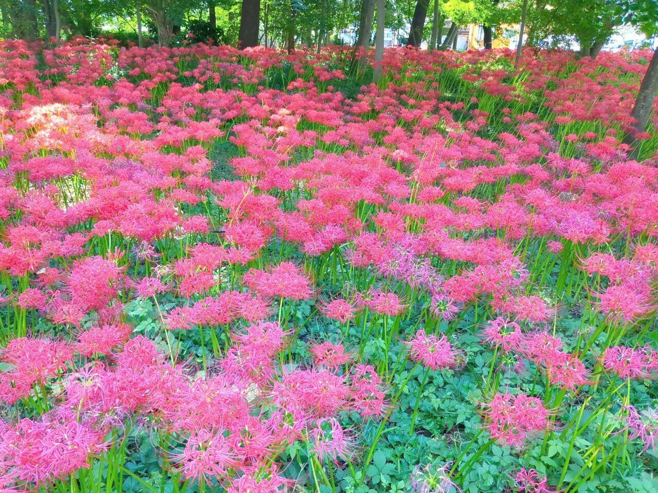 一面に咲き誇る圧巻の彼岸花！