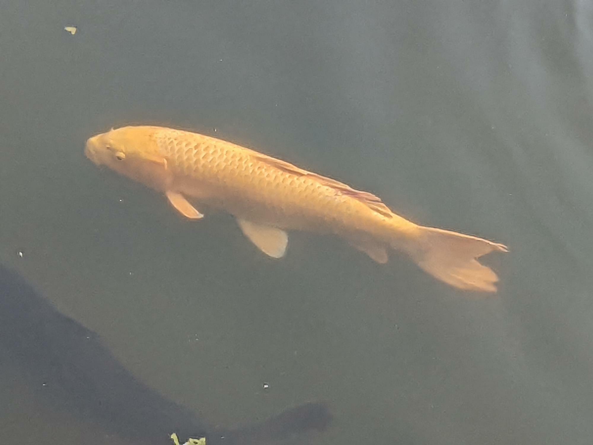 神野公園の鯉
