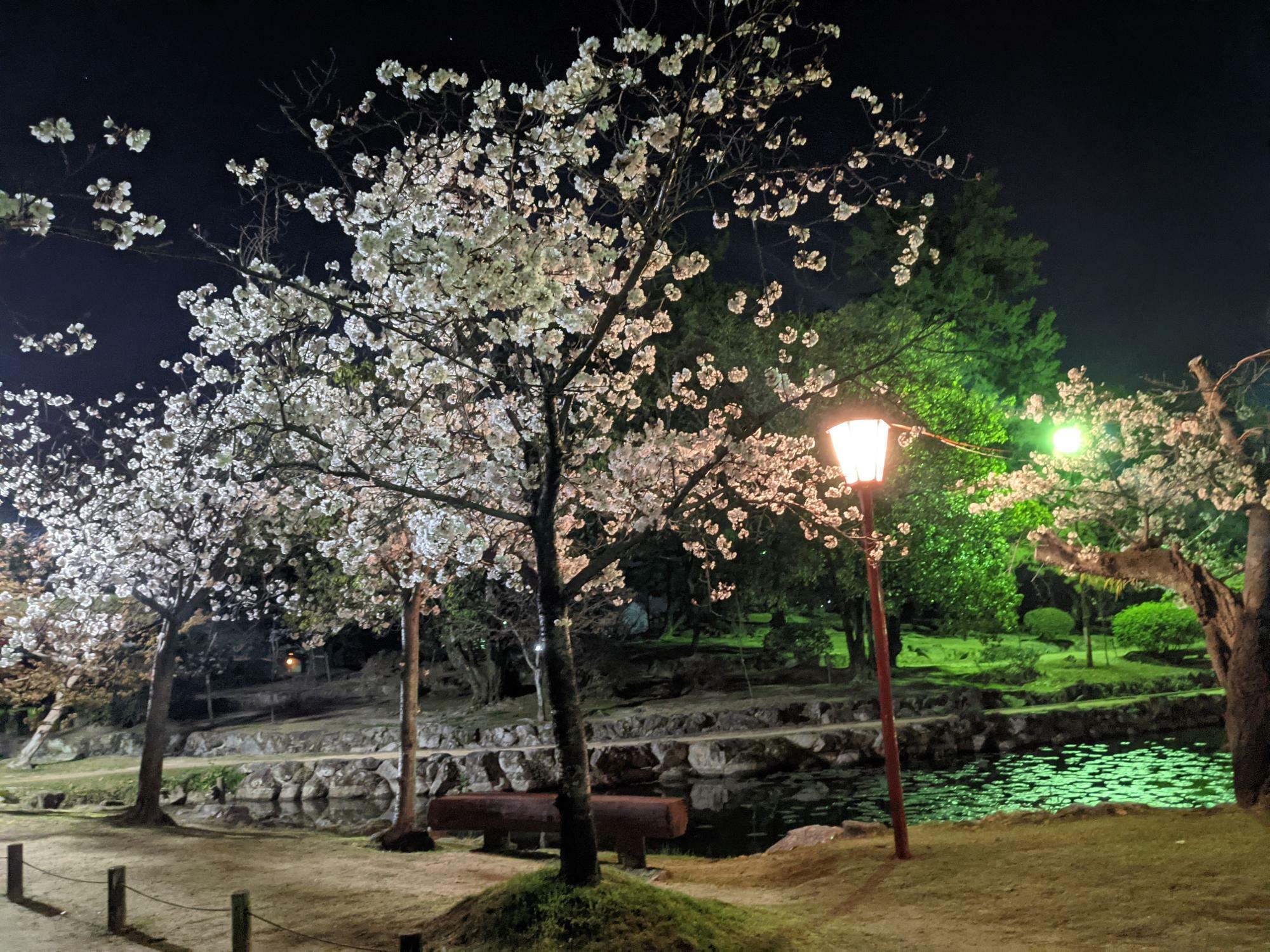 2022年　神野公園の夜桜
