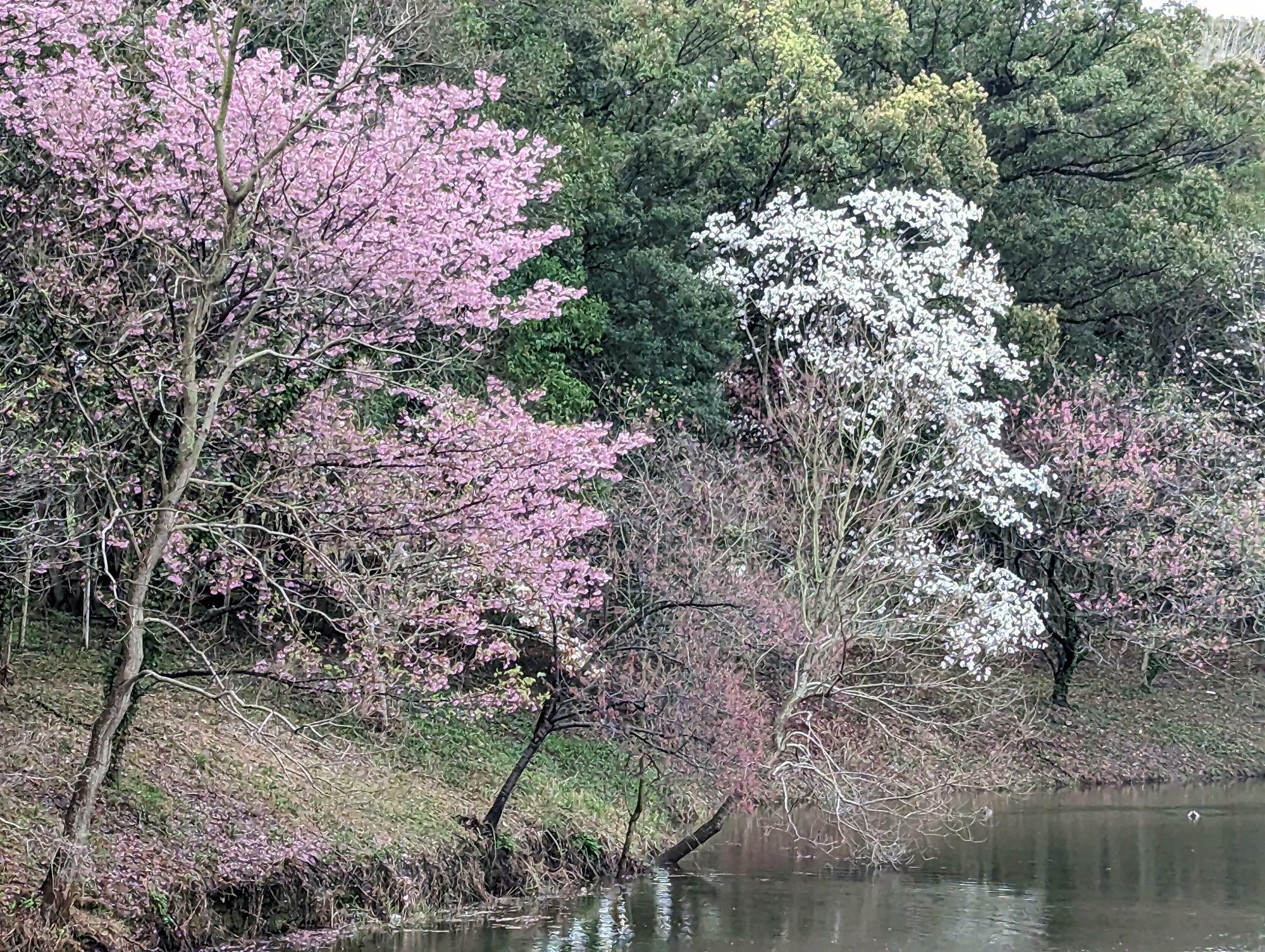 佐賀県立森林公園に咲いた桜