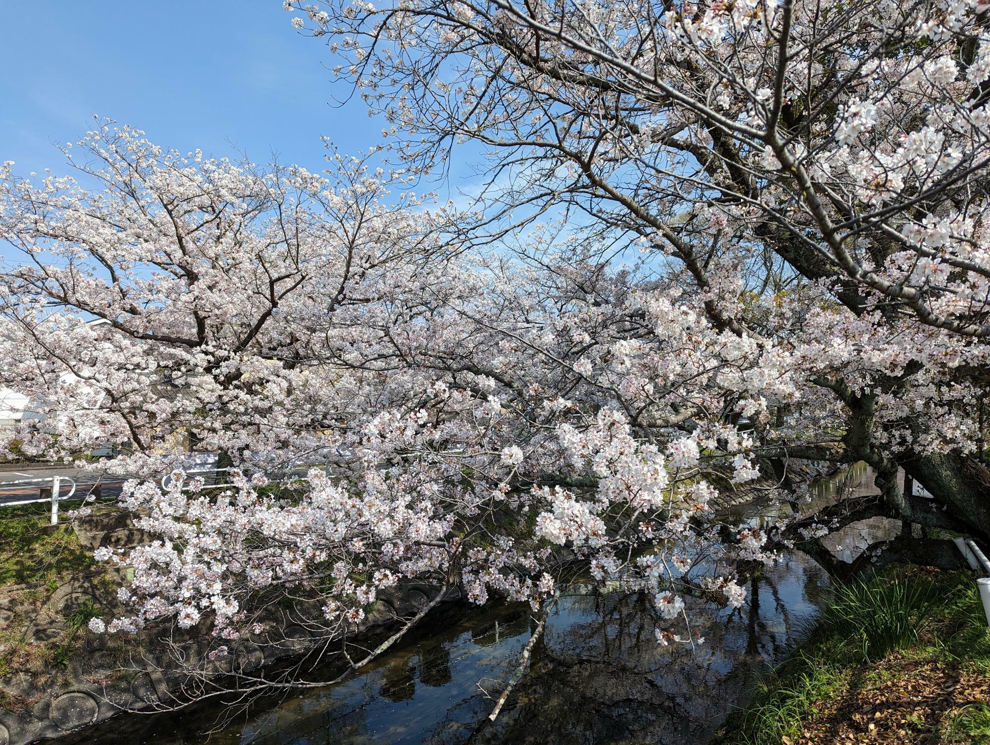 多布施川沿いの美しい桜並木