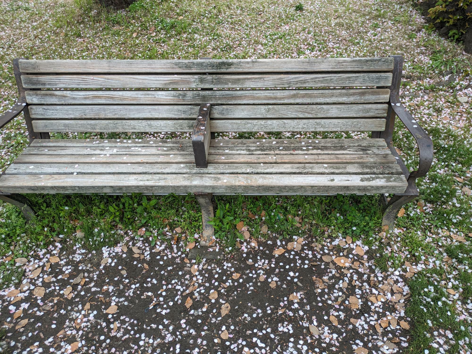 草場公園のベンチに散った桜