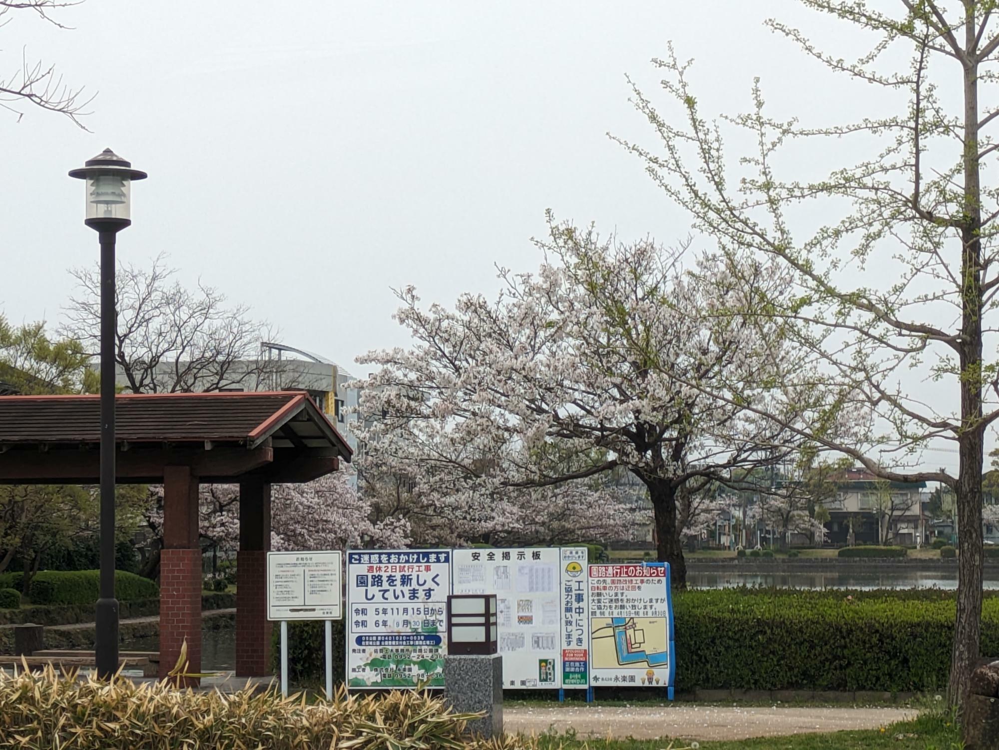 島義勇像前のお濠周辺の桜