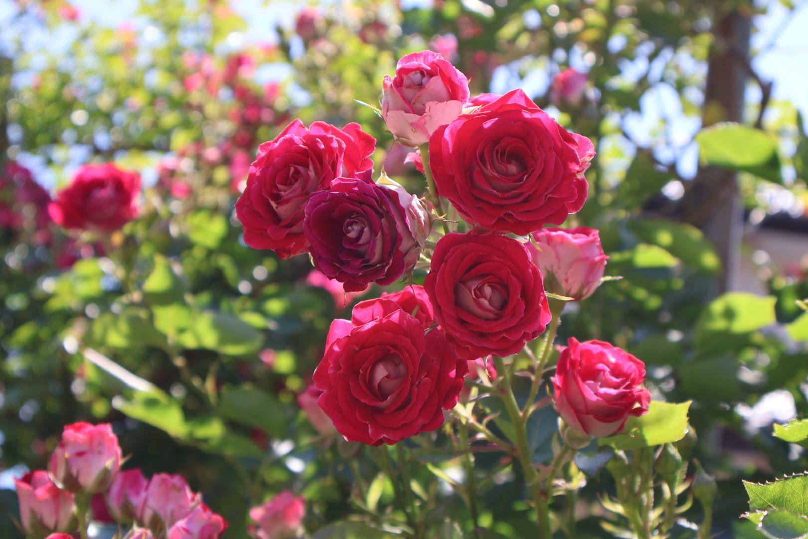 ピンクの薔薇もとても綺麗です
