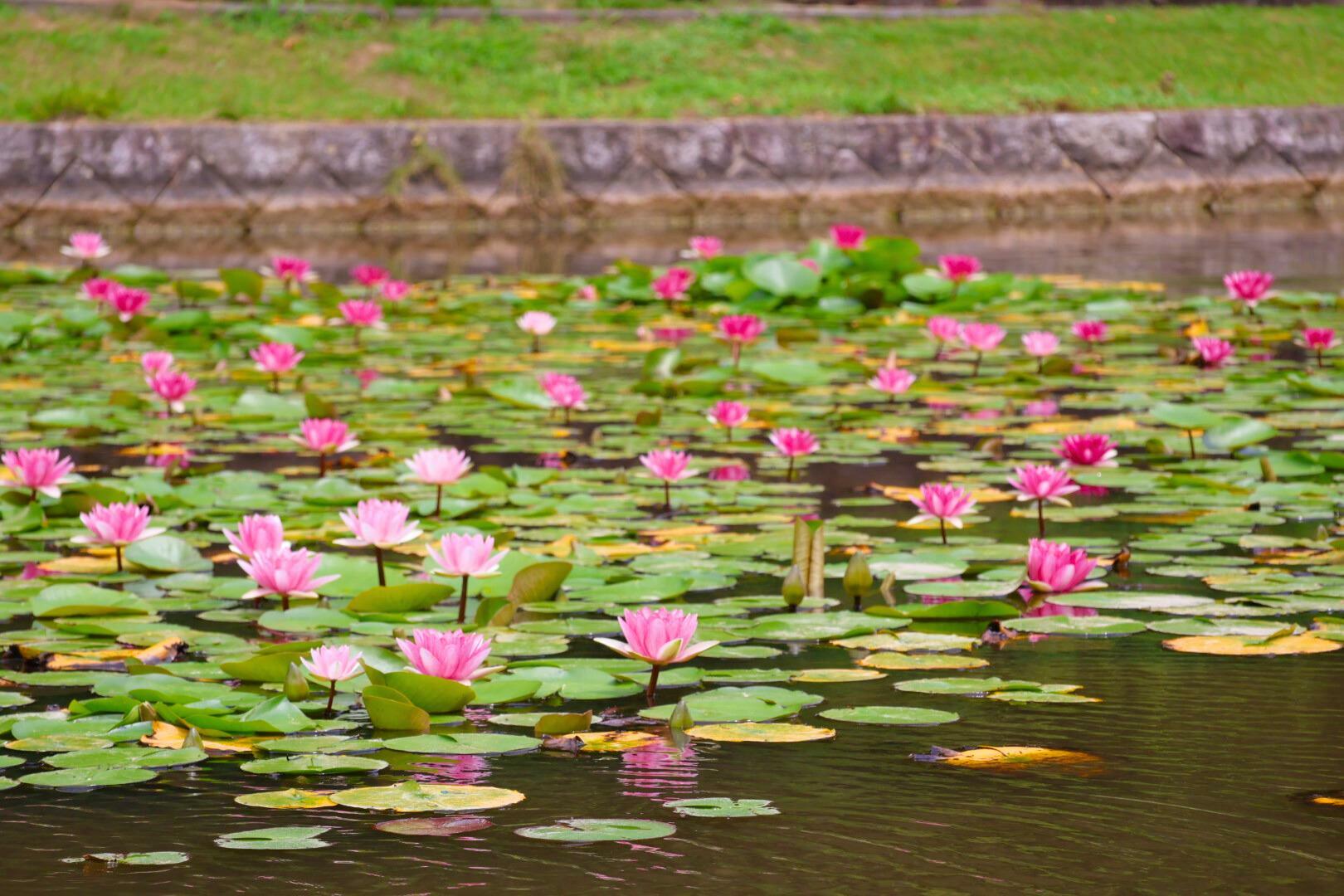 空に向かって満開の花びらを咲かせています