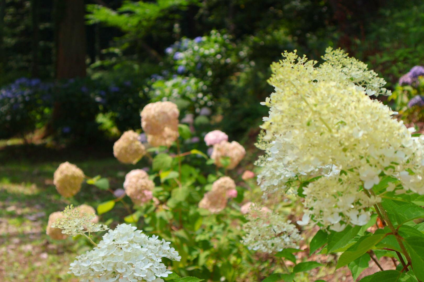 色んな種類の紫陽花