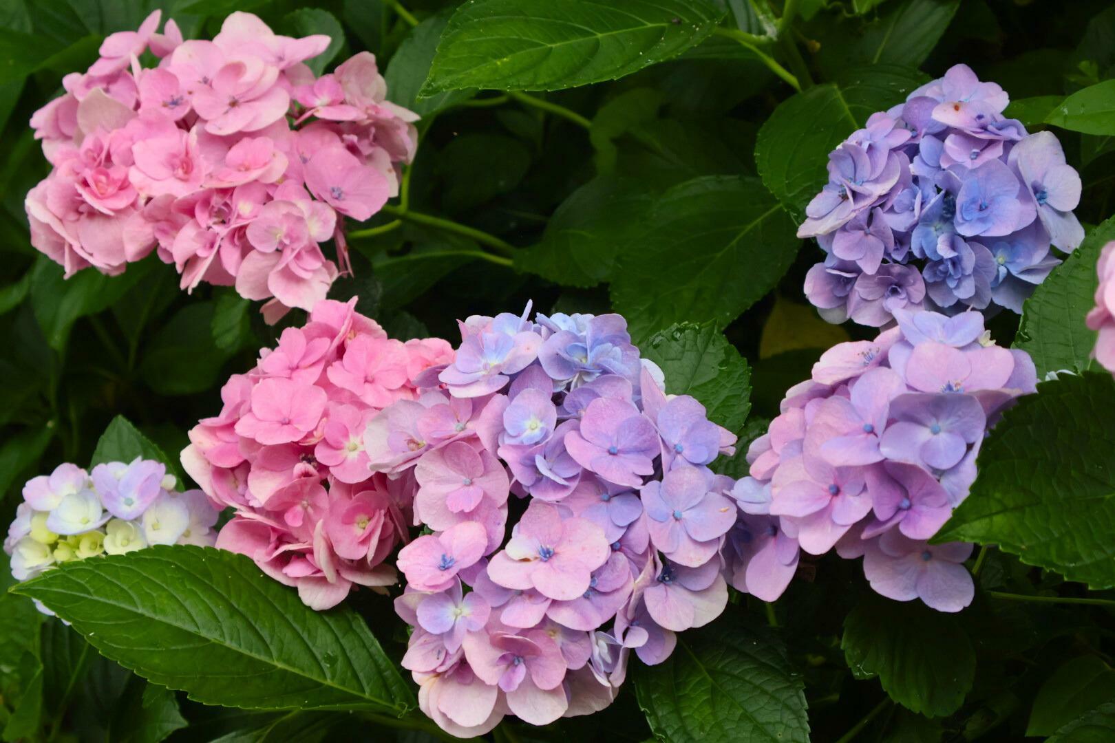 グラデーションのある紫陽花もありました