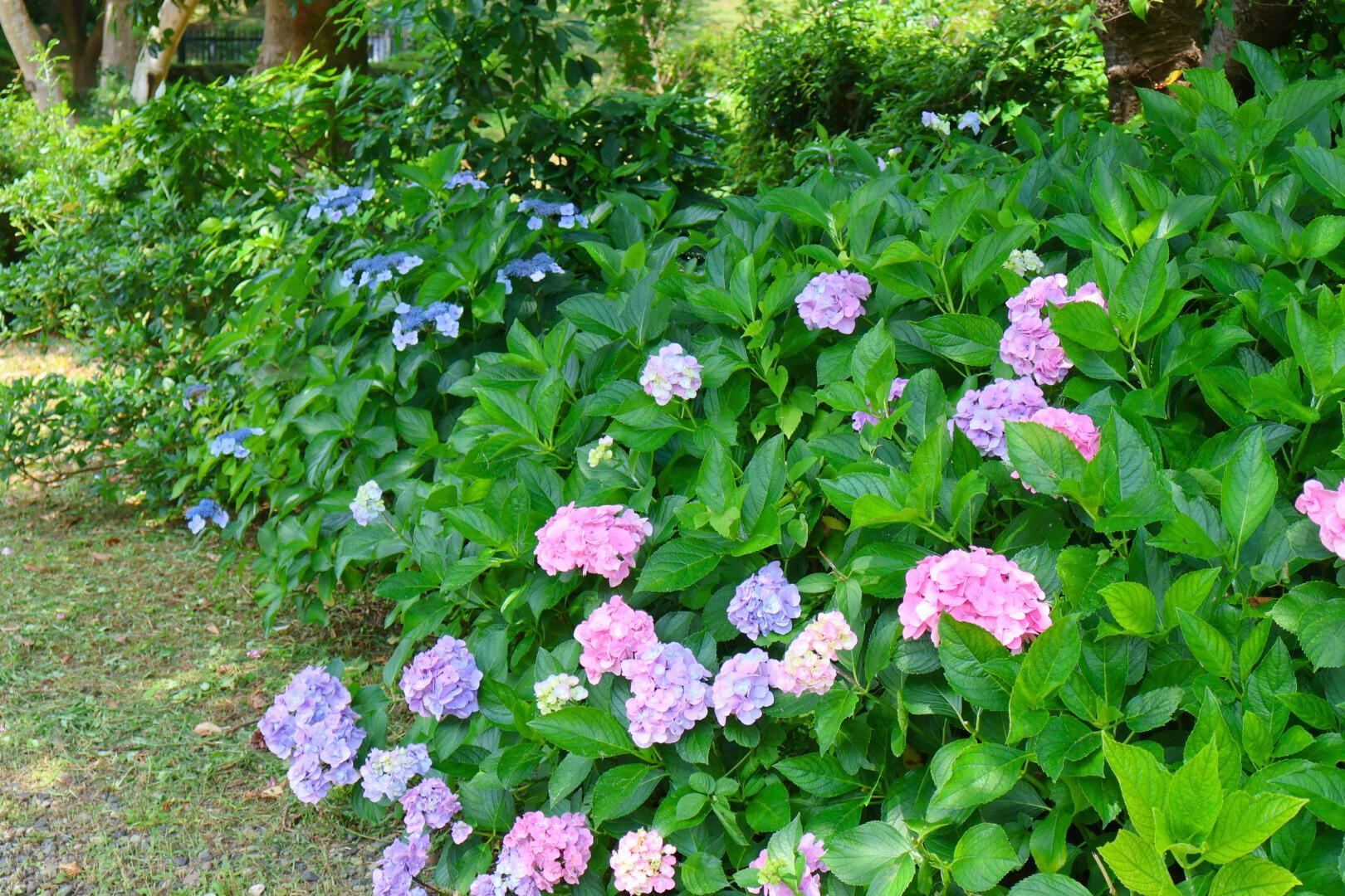 色とりどり、種類も様々な紫陽花