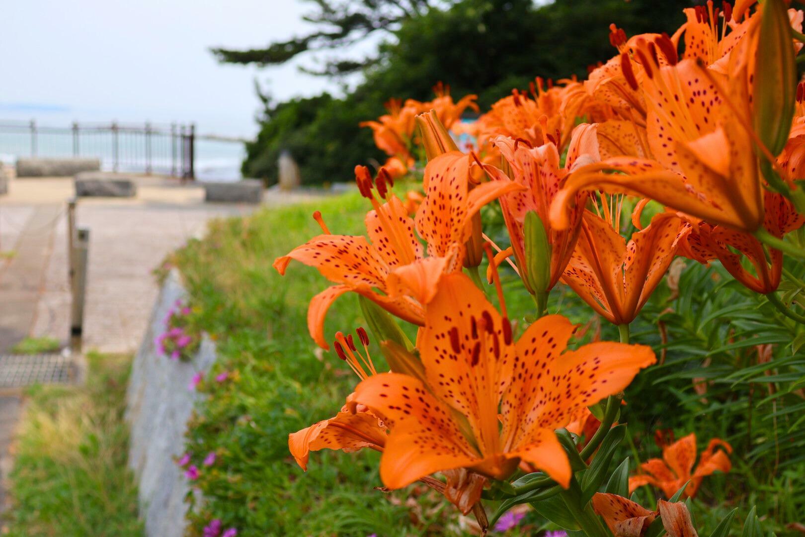 緑の背景にオレンジの花弁がとても美しいです