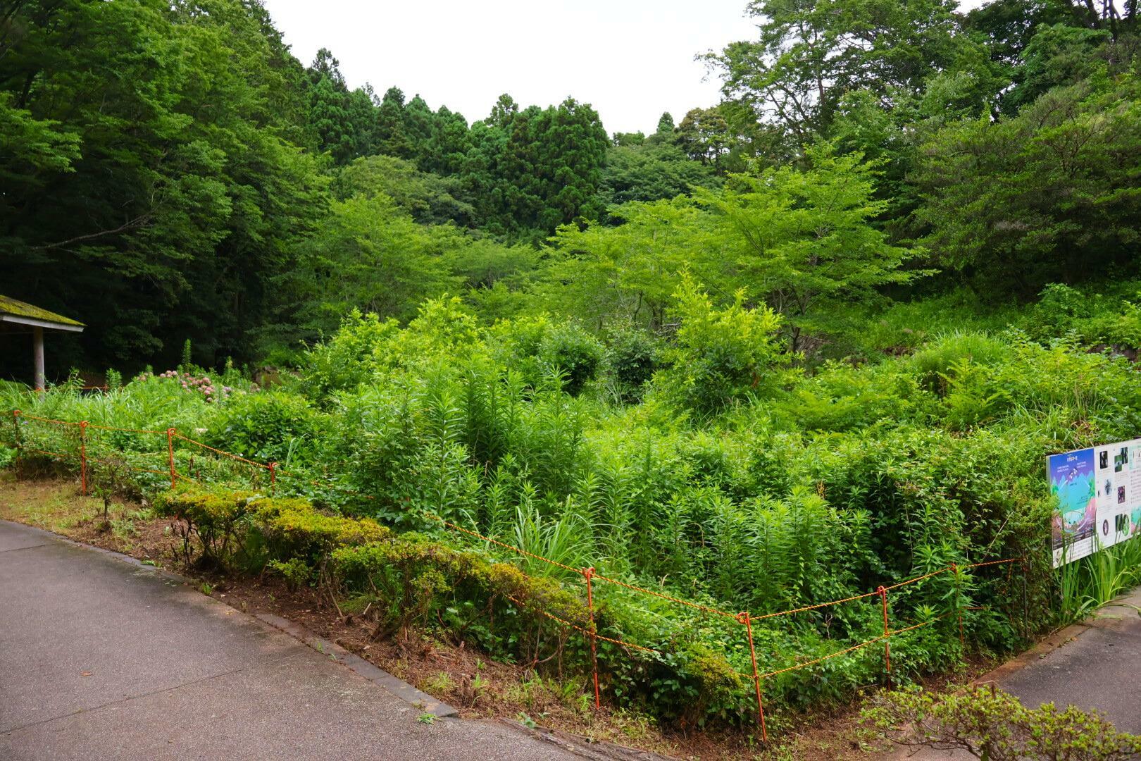 蛍が鑑賞できるアヤメ池