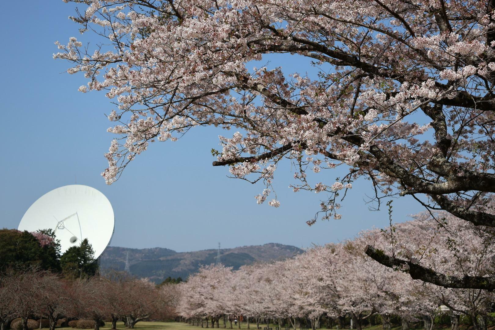 春には見事な桜並木が見られます