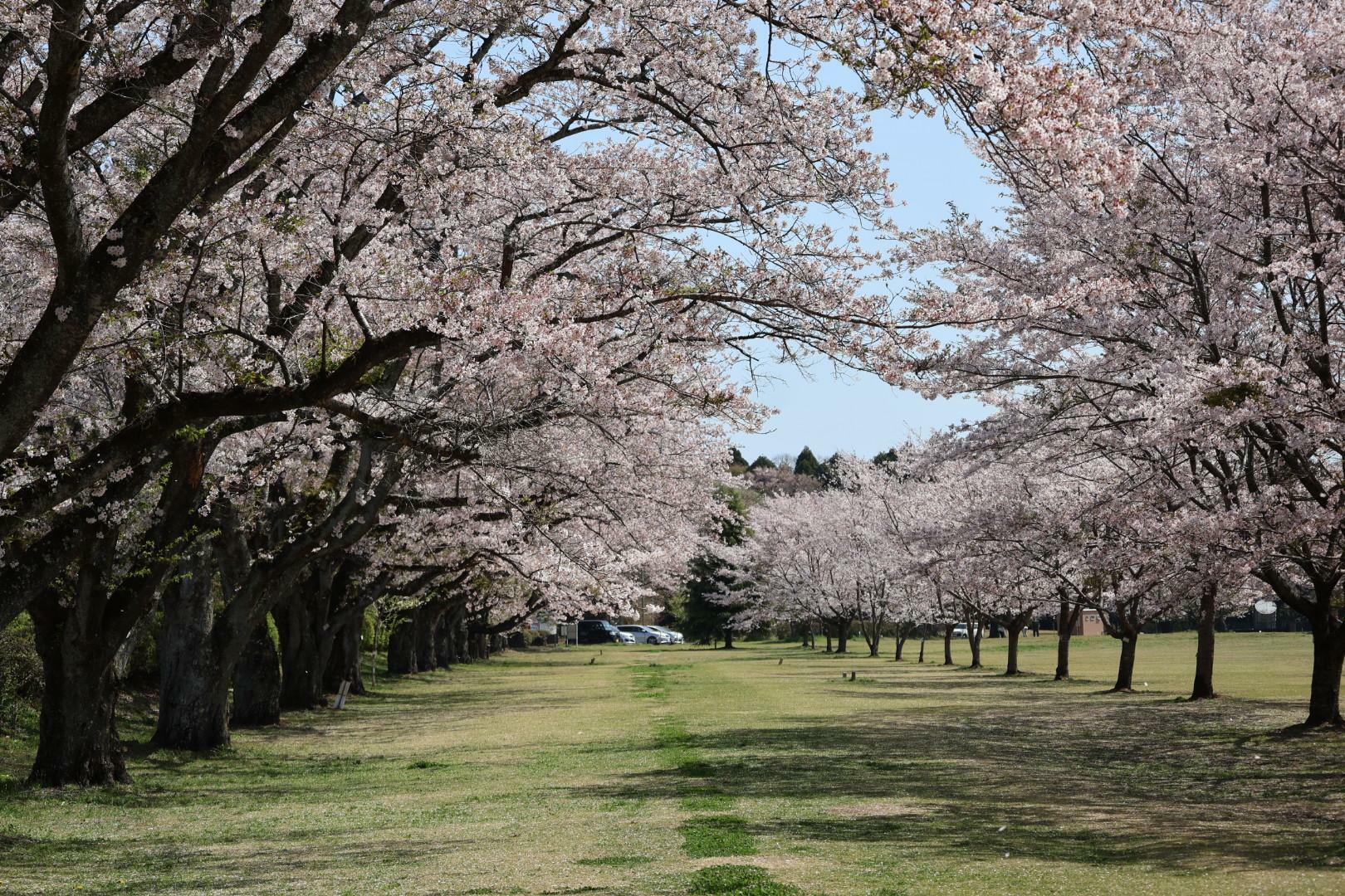 桜のトンネルの下でお花見はとても気持ちの良い公園です