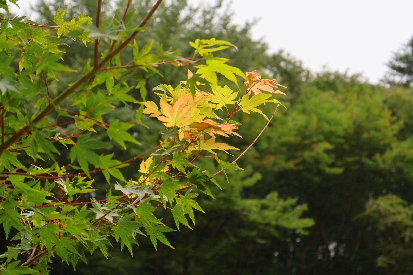 紅葉も赤く色づき始めました